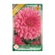Dália - Dahlia Decorative Rosella