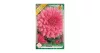 Dália - Dahlia Decorative Rosella