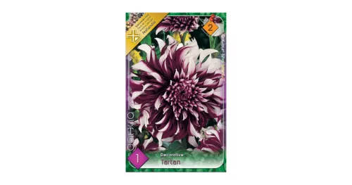Dália - Dahlia Decorative Tartan