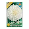 Dália - Dahlia Decorative White Perfection