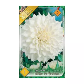 Dália - Dahlia Decorative White Perfection