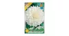 Dália - Dahlia Decorative White Perfection