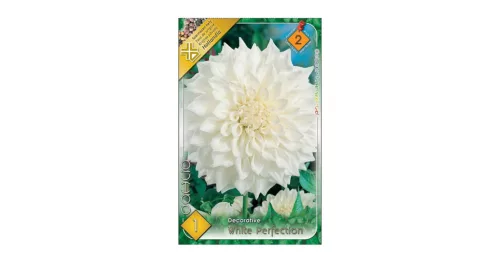 Dália - Dahlia Decorative White Perfection