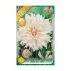 Dália - Dahlia Decorative giantflowering Cafe au Lait