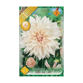 Dália - Dahlia Decorative giantflowering Cafe au Lait