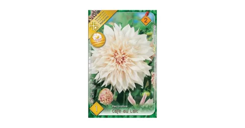 Dália - Dahlia Decorative giantflowering Cafe au Lait