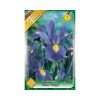 Írisz/Iris hollandica Blue Magic/Kék írisz virághagyma