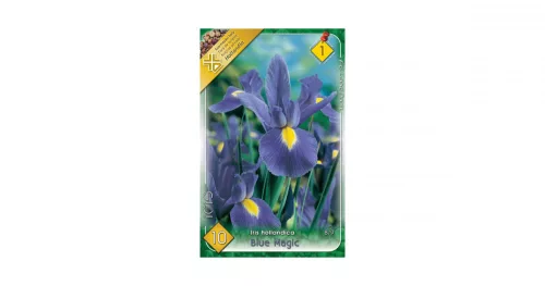 Írisz/Iris hollandica Blue Magic/Kék írisz virághagyma
