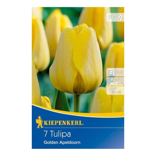 Tulipán Golden Apeldoorn Darwin-hibrid virághagyma