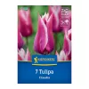 Tulipán Claudia virághagyma