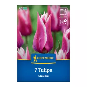 Tulipán Claudia virághagyma
