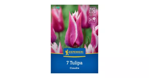 Tulipán Claudia virághagyma