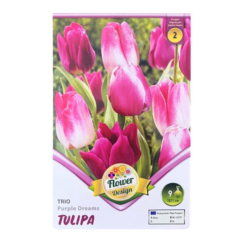 Tulipán trio 9 db Tulipa Purple Dream trio