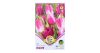 Tulipán trio 9 db Tulipa Purple Dream trio