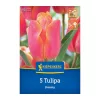 Tulipán triumph Jimmy