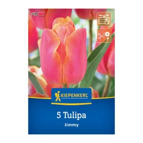 Tulipán triumph Jimmy