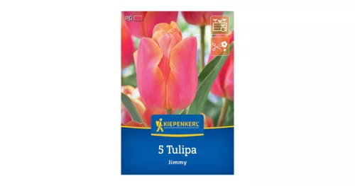 Tulipán triumph Jimmy