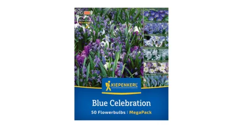 Virághagyma keverék Blue Celebration Mix