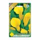 Kála Zantedeschia Yellow virághagyma