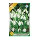 Pompás hóvirág 10 db Galanthus elwesii