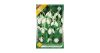 Pompás hóvirág 10 db Galanthus elwesii