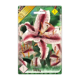 Liliom Dizzy virághagyma