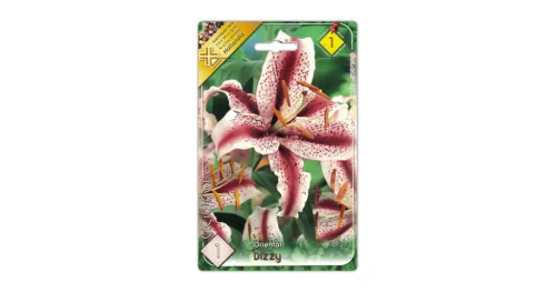 Liliom Dizzy virághagyma