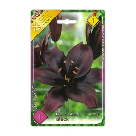 Liliom Black fekete virághagyma