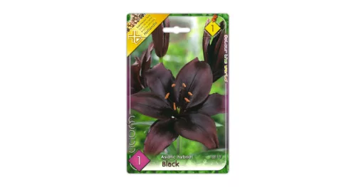 Liliom Black fekete virághagyma