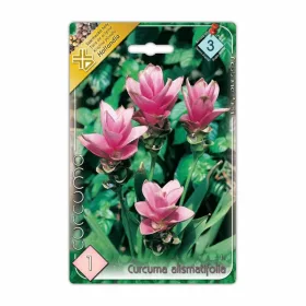 Curcuma Alismatifolia virághagyma