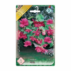Csüngő begónia Pink Pendula virághagyma