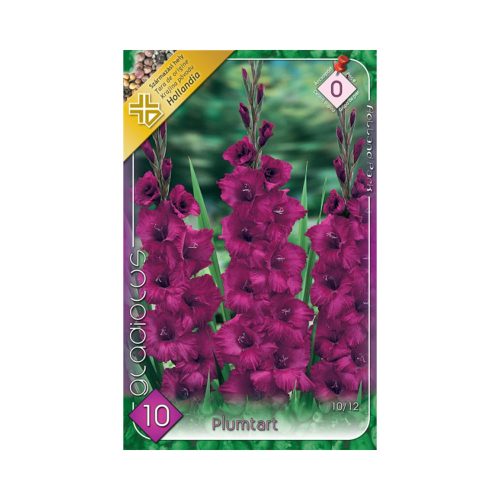 Kardvirág/Gladiolus Plumtart/Lila kardvirág virághagyma