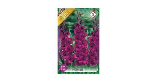 Kardvirág/Gladiolus Plumtart/Lila kardvirág virághagyma