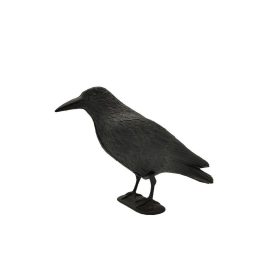 Galambriasztó varjú