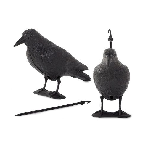 Galambriasztó varjú