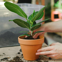 Virágcserepek, balkonládák