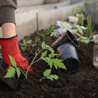Vetőmagok, hagymák, palánták