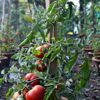 Növénytámaszok, karók